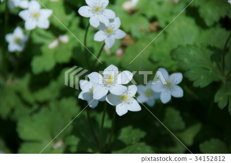 雙花花語“永遠不分離” 34152812