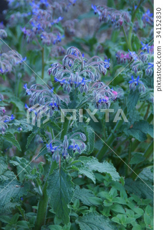 Ruri Kabuki Rurijisha, the language of flowers is "Forget about misery" Ruri Kabuki Rurijisha, the language of flowers is "Forget about misery" 34152830