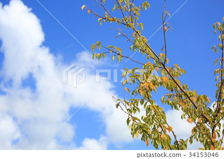 Sakura yellow leaf Sakura yellow leaf 34153046