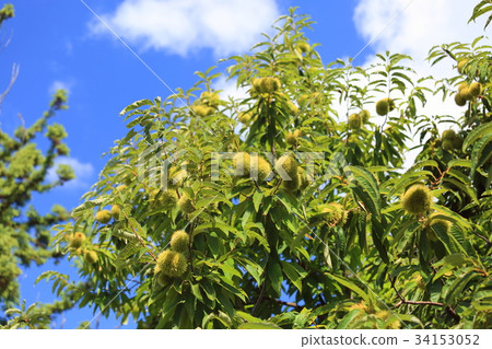 Chestnut fruit 34153052