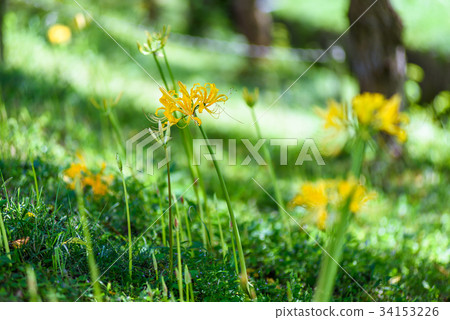 Yellow cluster amaryllis Yellow cluster amaryllis 34153226