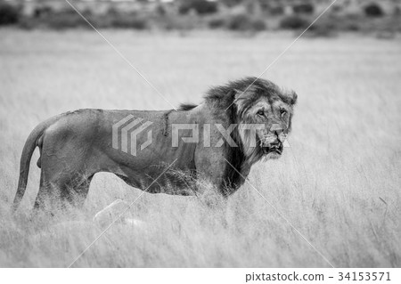 Big male Lion standing in the high grass. Big male Lion standing in the high grass. 34153571