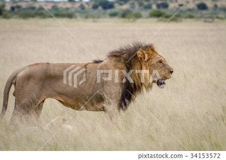 Big male Lion standing in the high grass. 34153572