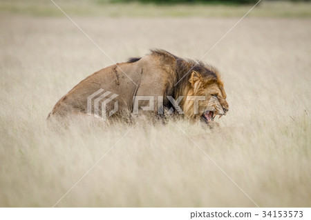 Male Lion mating in the high grass. Male Lion mating in the high grass. 34153573