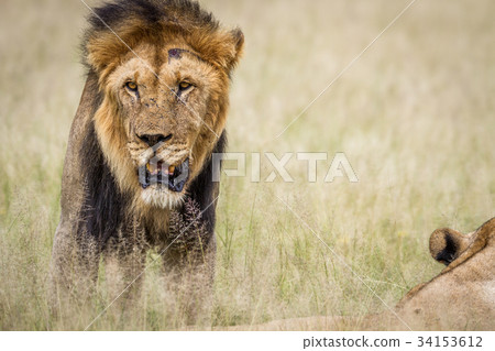Big male Lion standing in the high grass. 34153612