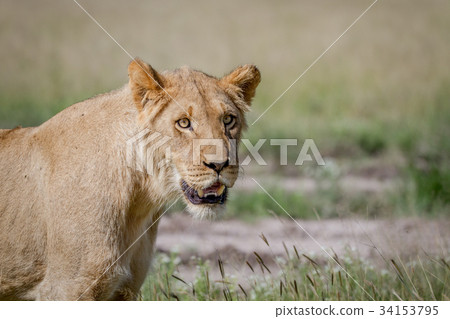 Young male Lion starring in the Kalahari. Young male Lion starring in the Kalahari. 34153795