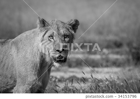 Young male Lion starring in the Kalahari. Young male Lion starring in the Kalahari. 34153796