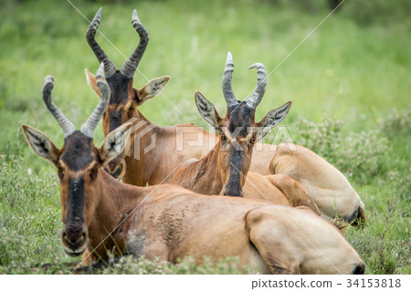 Group of Red hartebeest laying down in the grass. Group of Red hartebeest laying down in the grass. 34153818