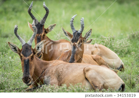 Group of Red hartebeest laying down in the grass. Group of Red hartebeest laying down in the grass. 34153819