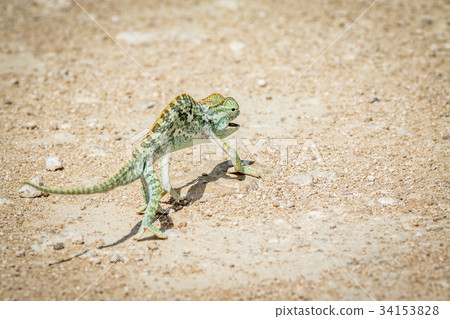 Flap-necked chameleon walking in the gravel. 34153828