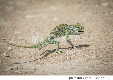 Flap-necked chameleon walking in the gravel. 34153829