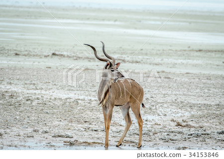 Male Kudu standing at a pool of water. 34153846