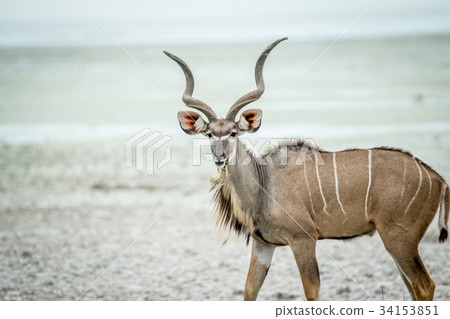 Male Kudu starring at the camera. Male Kudu starring at the camera. 34153851