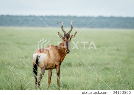 Red hartebeest looking back at the camera. Red hartebeest looking back at the camera. 34153860