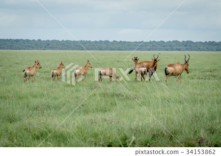 Group of Red hartebeests standing in the grass. Group of Red hartebeests standing in the grass. 34153862
