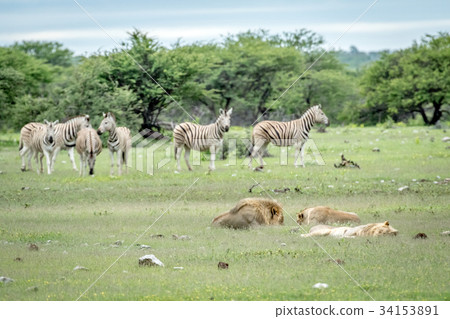 Pride of Lions sleeping in front of Zebras. 34153891