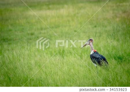 Marabou stork standing in the high grass. Marabou stork standing in the high grass. 34153923