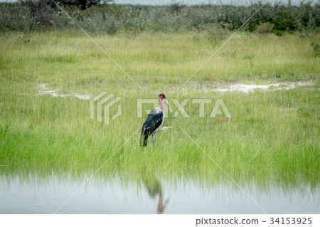 Marabou stork standing in the high grass. 34153925
