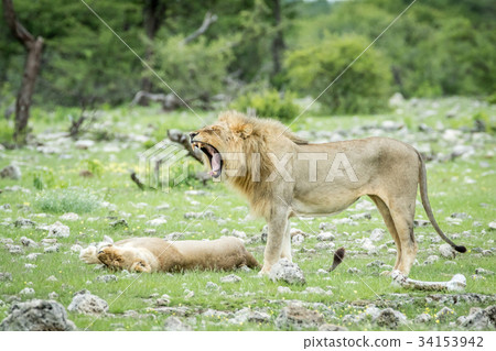 Mating couple of Lions in the grass. Mating couple of Lions in the grass. 34153942