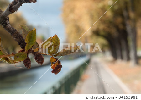 autumnal Aesculus hippocastanum branch autumnal Aesculus hippocastanum branch 34153981