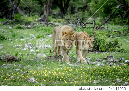 Mating couple of Lions in the grass. 34154033