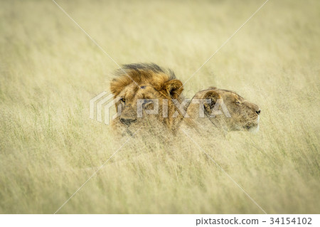 Lion mating couple laying in the grass. 34154102
