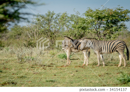 Two Zebras bonding in the grass. 34154137