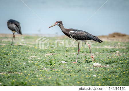 Abdim's stork walking in the grass. 34154161