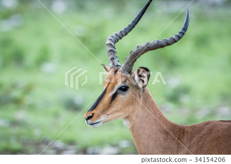 Close up of a Black-faced impala. Close up of a Black-faced impala. 34154206