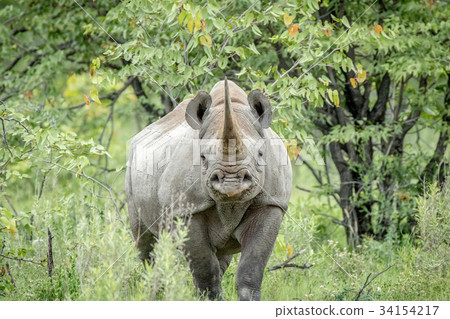 Black rhino starring at the camera. 34154217