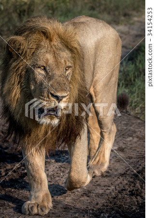 A male Lion walking towards the camera. 34154253