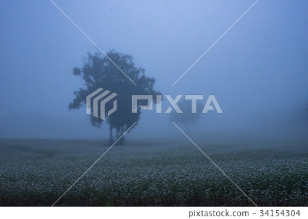 蕎麥田（早上） 34154304