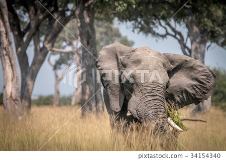 An Elephant walking towards the camera. 34154340