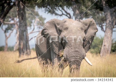An Elephant walking in the grass. An Elephant walking in the grass. 34154341