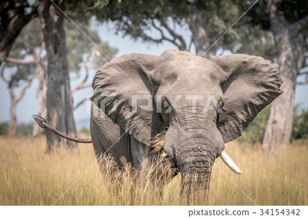 An Elephant walking in the grass. An Elephant walking in the grass. 34154342