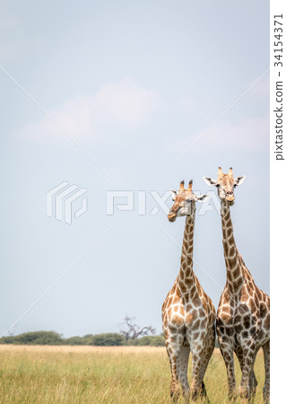 Two Giraffes standing in the grass. 34154371