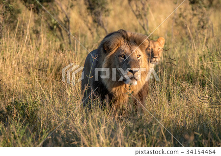 Two Lions walking in the grass. 34154464