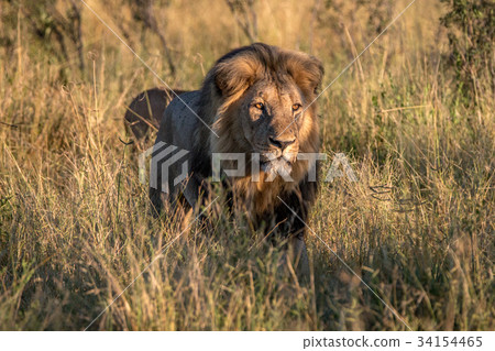 A male Lion walking in the grass. 34154465