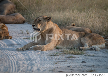 A female Lion resting on the road. 34154556