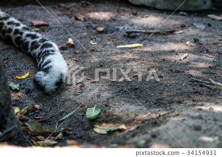 Details of the tail of a male Leopard. 34154931