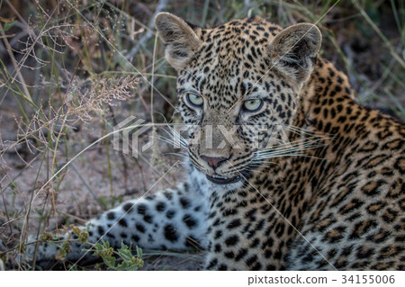Close up of a young female Leopard. Close up of a young female Leopard. 34155006