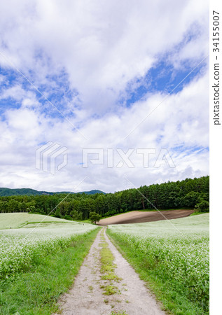 Shinshu scenery Soba flower Nakayama plateau Shinshu scenery Soba flower Nakayama plateau 34155007