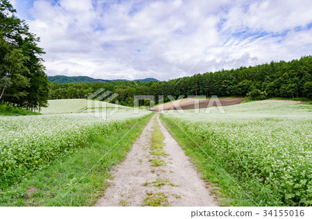 Shinshu scenery Soba flower Nakayama plateau Shinshu scenery Soba flower Nakayama plateau 34155016