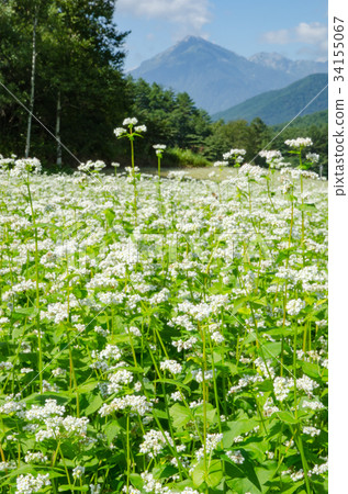 Shinshu scenery Soba flower Nakayama plateau 34155067