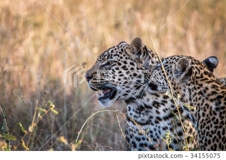Two Leopards bonding in the grass. 34155075