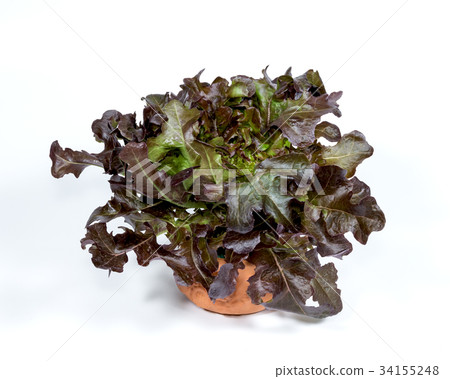 red oak leaf lettuce with pot on white background 34155248