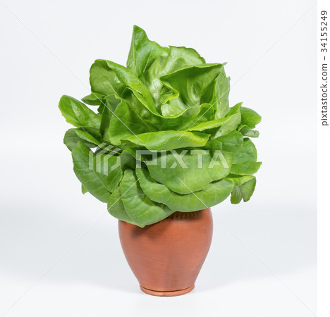 butterhead lettuce vegetable with pot on white  34155249
