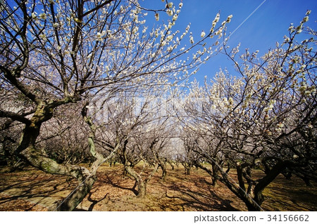 Plum tree 34156662