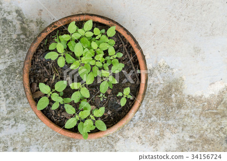 sapling of the tree in clay pot on cement floor 34156724