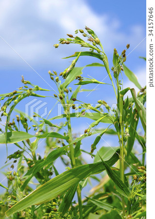 Hatomogi pigeon barley hatomu 34157646